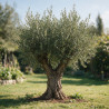 Olivier d’Europe - Olea europaea Demi-tige 140/160cm Pot 45L
