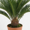 Cycas du Japon - Cycas revoluta 40/50cm Pot 3L