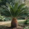 Cycas du Japon - Cycas revoluta 40/50cm Pot 3L