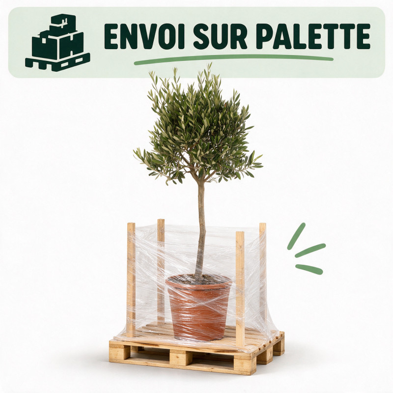 Olivier d’Europe 120/140cm - Olea europaea Tige Pot 10L