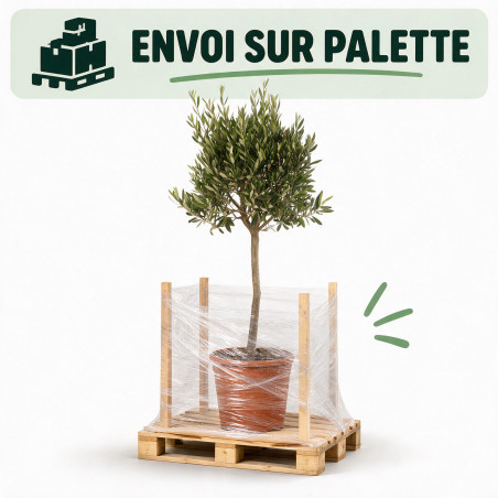 Olivier d’Europe 120/140cm - Olea europaea Tige Pot 10L