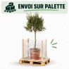 Olivier d’Europe 120/140cm - Olea europaea Tige Pot 10L