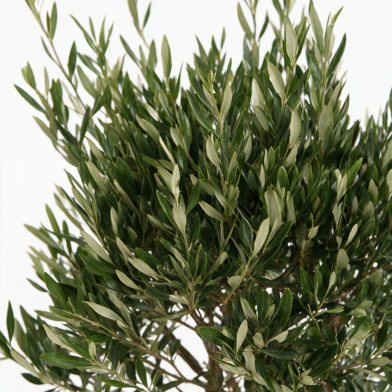 Olivier d’Europe 120/140cm - Olea europaea Tige Pot 10L