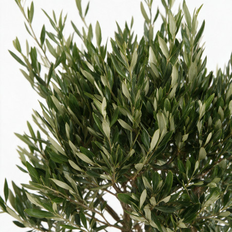 Olivier d’Europe 120/140cm - Olea europaea Tige Pot 10L