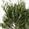 Olivier d’Europe 120/140cm - Olea europaea Tige Pot 10L