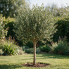 Olivier d’Europe 120/140cm - Olea europaea Tige Pot 10L