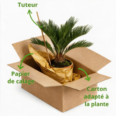 Cycas du Japon - Cycas revoluta 40/50cm Pot 3L