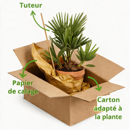Palmier nain Siciliana - Chamaerops humilis Siciliana 70cm Pot 3L