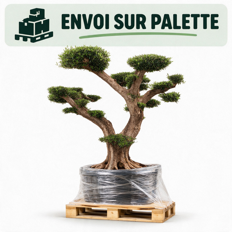 Olivier d’Europe - Olea europaea Plateaux - Bonsaï en nuages - 140cm