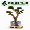 Olivier d’Europe - Olea europaea Plateaux - Bonsaï en nuages - 140cm