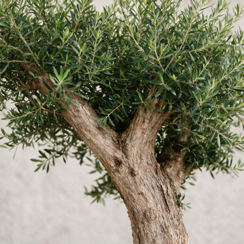 Olivier d’Europe - Olea europaea Plateaux - Bonsaï en nuages - 140cm