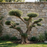 Olivier d’Europe - Olea europaea Plateaux - Bonsaï en nuages - 140cm