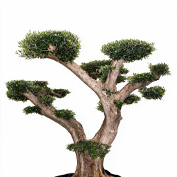 Olivier d’Europe - Olea europaea Plateaux - Bonsaï en nuages - 140cm