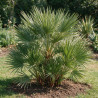 Palmier nain Siciliana - Chamaerops humilis Siciliana 70cm Pot 3L