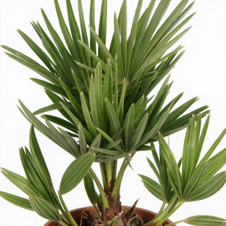 Palmier nain Siciliana - Chamaerops humilis Siciliana 70cm Pot 3L