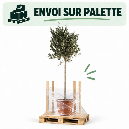Olivier d’Europe - Olea europaea Tige 165/180cm Pot 7,5L