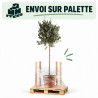 Olivier d’Europe - Olea europaea Tige 165/180cm Pot 7,5L