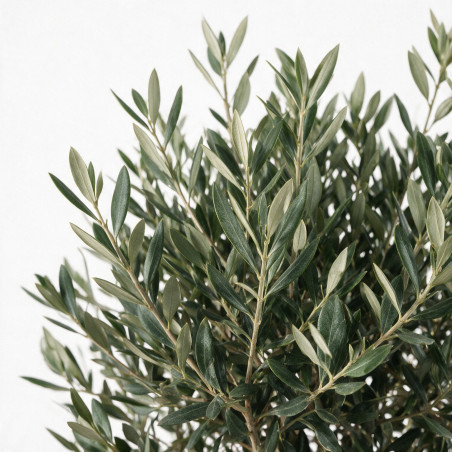 Olivier d’Europe - Olea europaea Tige 165/180cm Pot 7,5L