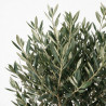 Olivier d’Europe - Olea europaea Tige 165/180cm Pot 7,5L