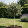 Olivier d’Europe - Olea europaea Tige 165/180cm Pot 7,5L