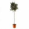 Olivier d’Europe - Olea europaea Tige 165/180cm Pot 7,5L