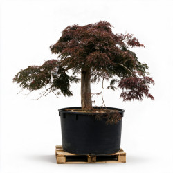 Érable du Japon Dissectum Garnet - Acer palmatum Dissectum Garnet Demi-tige 200cm Pot 600L
