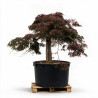 Érable du Japon Dissectum Garnet - Acer palmatum Dissectum Garnet Demi-tige 200cm Pot 600L