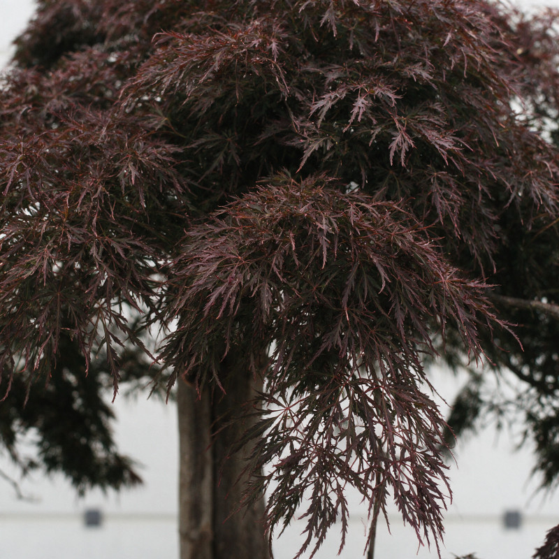 Érable du Japon Dissectum Garnet - Acer palmatum Dissectum Garnet Demi-tige 200cm Pot 600L