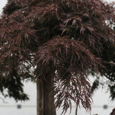 Érable du Japon Dissectum Garnet - Acer palmatum Dissectum Garnet Demi-tige 200cm Pot 600L