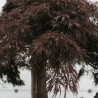 Érable du Japon Dissectum Garnet - Acer palmatum Dissectum Garnet Demi-tige 200cm Pot 600L