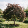 Érable du Japon Dissectum Garnet - Acer palmatum Dissectum Garnet Demi-tige 200cm Pot 600L