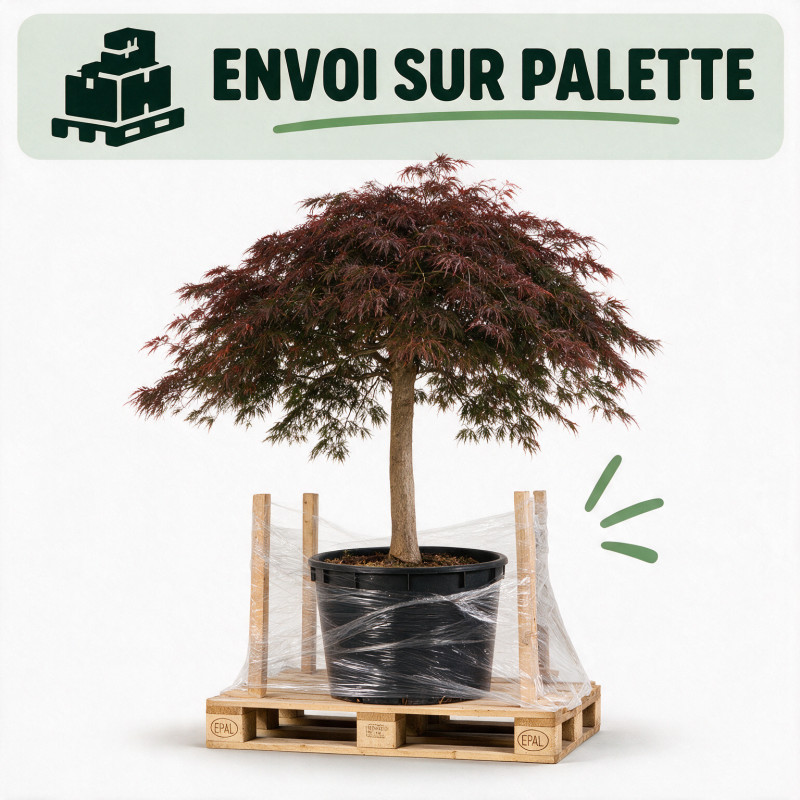 Érable du Japon Dissectum Garnet - Acer palmatum Dissectum Garnet Demi-tige 200cm Pot 600L