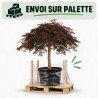 Érable du Japon Dissectum Garnet - Acer palmatum Dissectum Garnet Demi-tige 200cm Pot 600L