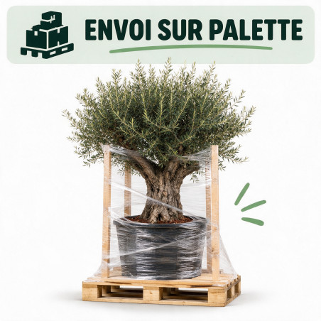 Olivier d’Europe - Olea europaea 80/100cm Circ. Tronc 80cm