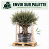 Olivier d’Europe - Olea europaea 80/100cm Circ. Tronc 80cm