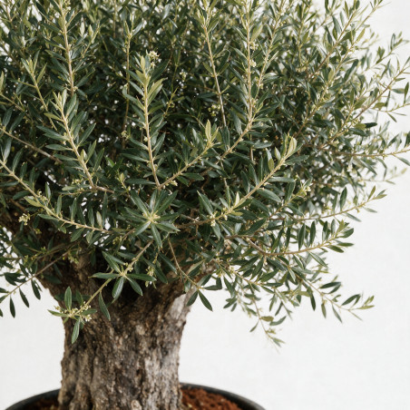 Olivier d’Europe - Olea europaea 80/100cm Circ. Tronc 80cm