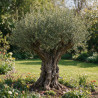 Olivier d’Europe - Olea europaea 80/100cm Circ. Tronc 80cm