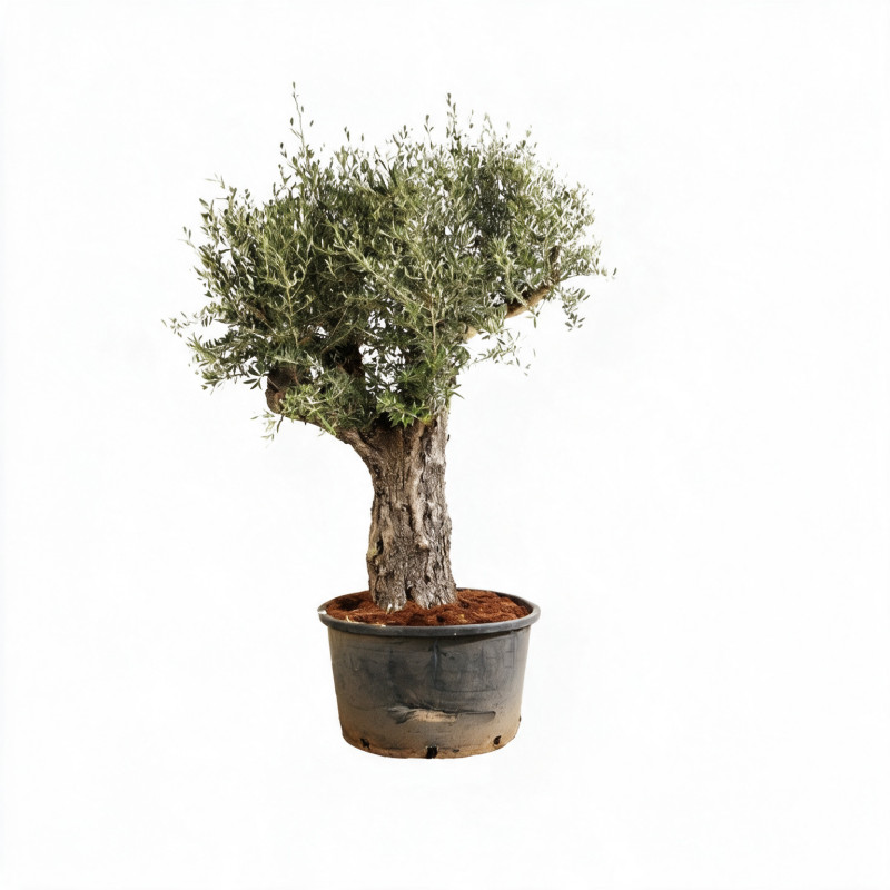 Olivier d’Europe - Olea europaea 80/100cm Circ. Tronc 80cm