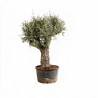 Olivier d’Europe - Olea europaea 80/100cm Circ. Tronc 80cm