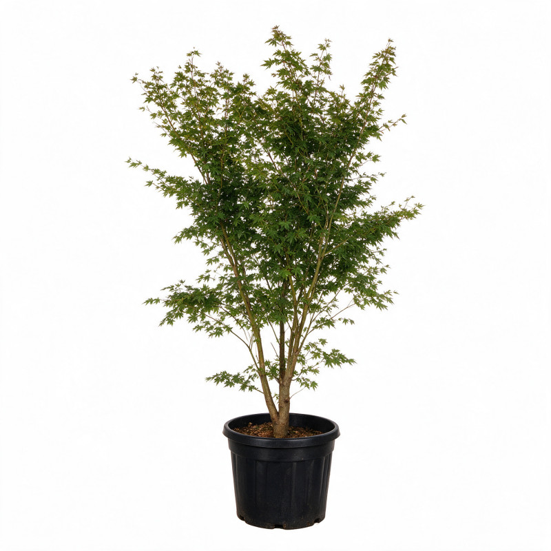 Érable du Japon - Acer palmatum 175/195cm Pot 50L