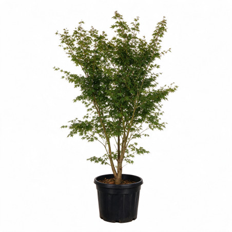 Érable du Japon - Acer palmatum 175/195cm Pot 50L