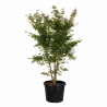 Érable du Japon - Acer palmatum 175/195cm Pot 50L