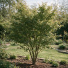 Érable du Japon - Acer palmatum 175/195cm Pot 50L