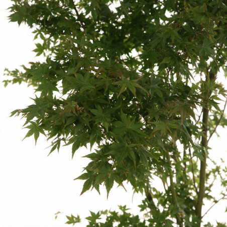 Érable du Japon - Acer palmatum 175/195cm Pot 50L