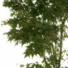 Érable du Japon - Acer palmatum 175/195cm Pot 50L