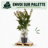 Érable du Japon - Acer palmatum 175/195cm Pot 50L