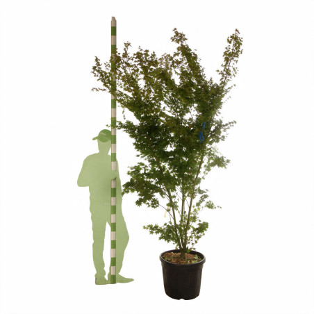 Érable du Japon - Acer palmatum 175/195cm Pot 50L