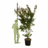 Érable du Japon - Acer palmatum 175/195cm Pot 50L