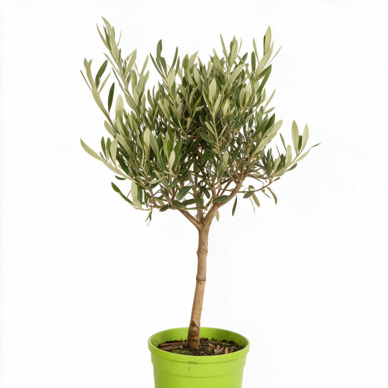 Olivier d’Europe - Olea europaea Mini tige 55cm Pot 2L