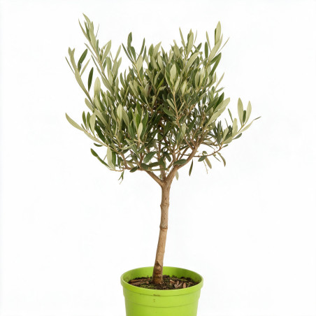 Olivier d’Europe - Olea europaea Mini tige 55cm Pot 2L